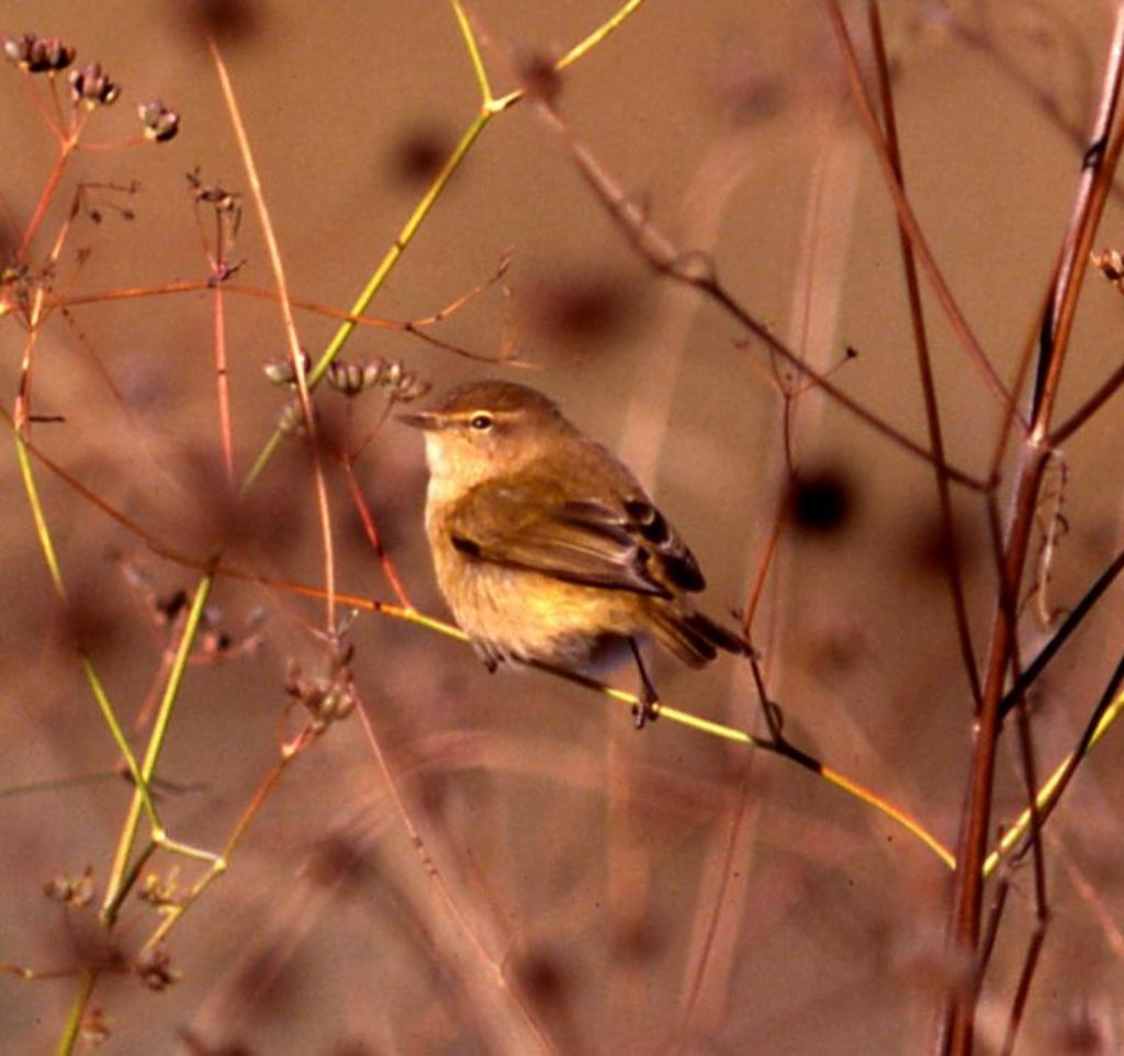 Avifauna da identificare (78)